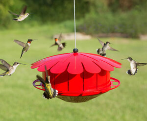 Humm-Bug Hummingbird Protein Feeder