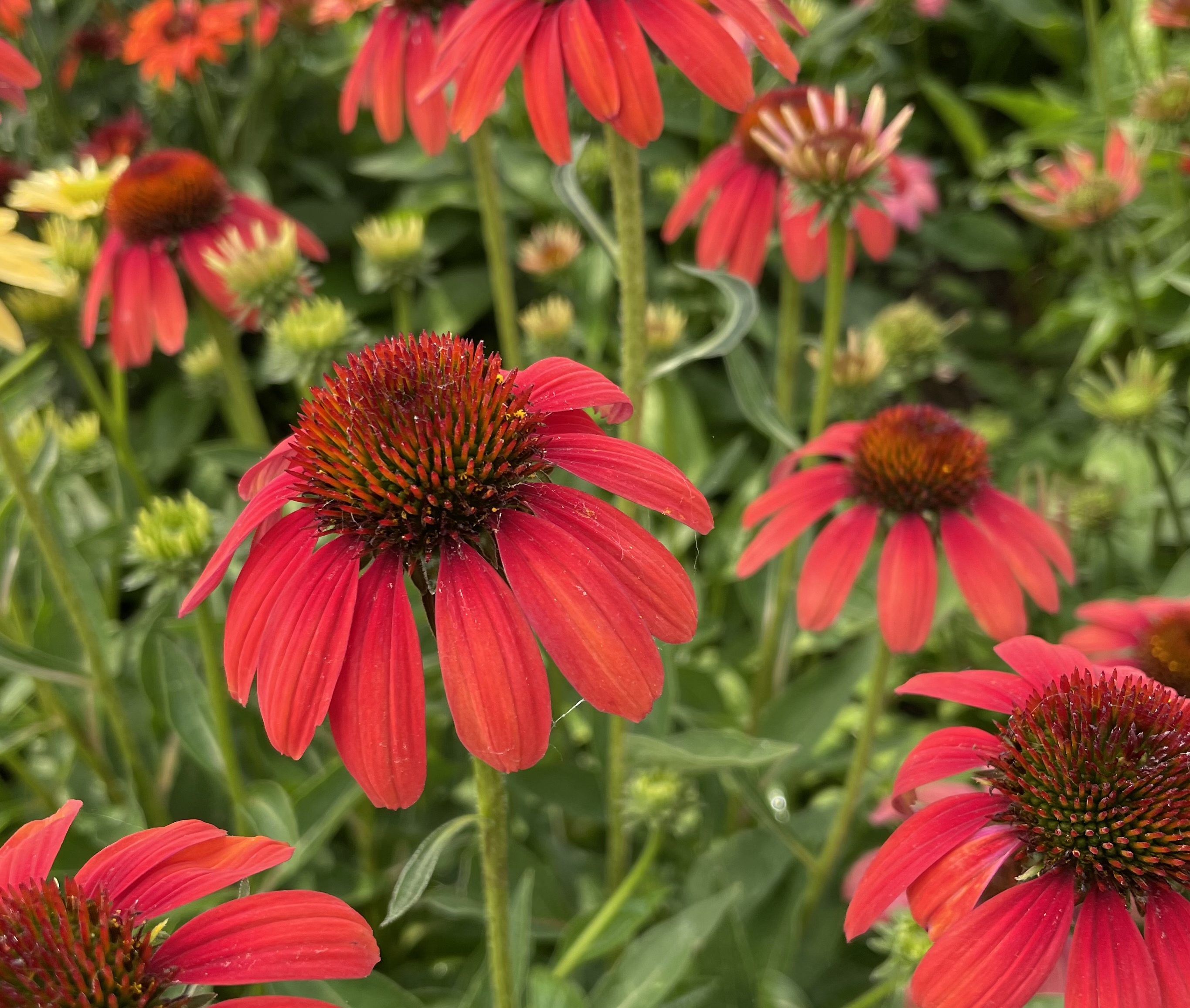 PERENNIAL PLANTS