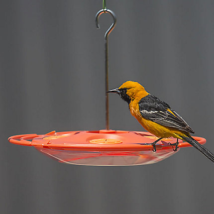 16OZ ORANGE ORIOLE SAUCER FDR.