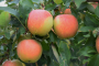 GALA APPLE TREE 7 GALLON