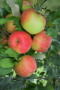 HONEYCRISP APPLE TREE 5 GALLON