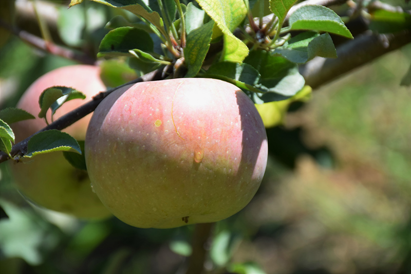 FUJI APPLE TREE 5 GALLON