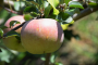 FUJI APPLE TREE 5 GALLON