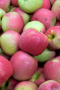 PINK LADY APPLE TREE 5 GALLON