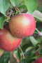 RED DELICIOUS APPLE TREE 5 GALLON