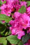 AZALEA, AUTUMN AMETHYST 3 GALLON