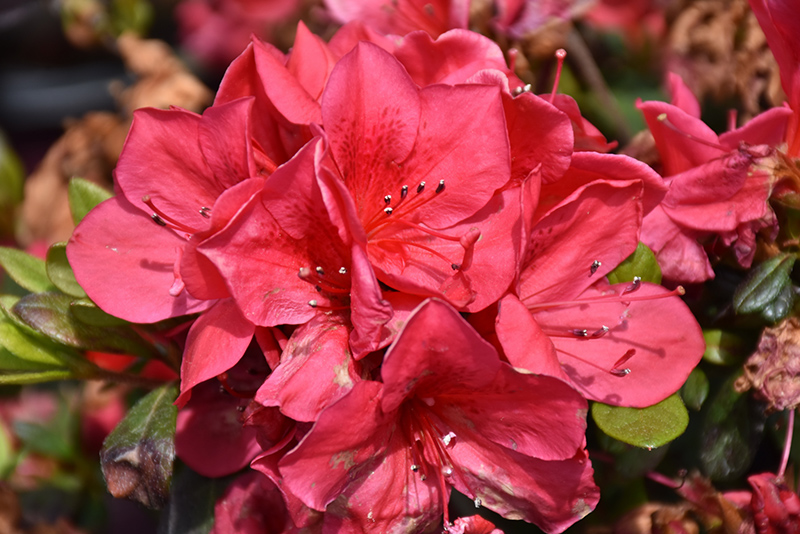 AZALEA, AUTUMN BONFIRE 3 GALLON