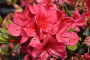 AZALEA, AUTUMN BONFIRE 3 GALLON