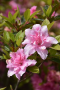 AZALEA, AUTUMN CARNATION 3 GALLON