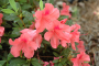 AZALEA, AUTUMN CORAL 3 GALLON