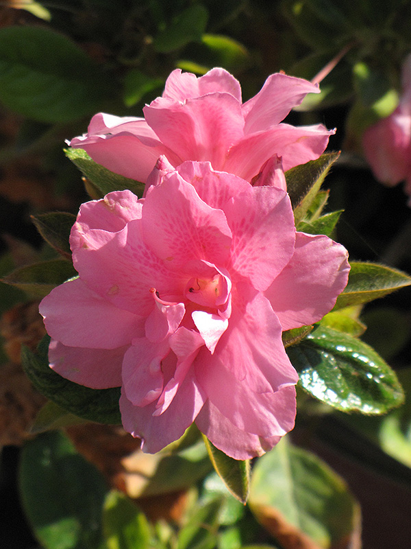 AZALEA, AUTUMN EMPRESS 3 GALLON