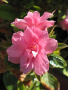 AZALEA, AUTUMN EMPRESS 3 GALLON