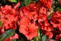 AZALEA, AUTUMN EMBERS 3 GALLON
