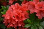 AZALEA, AUTUMN SUNSET 3 GALLON