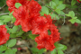 AZALEA, HOTSHOT 3 GALLON