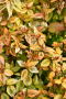 ABELIA, KALEIDOSCOPE 3 GALLON