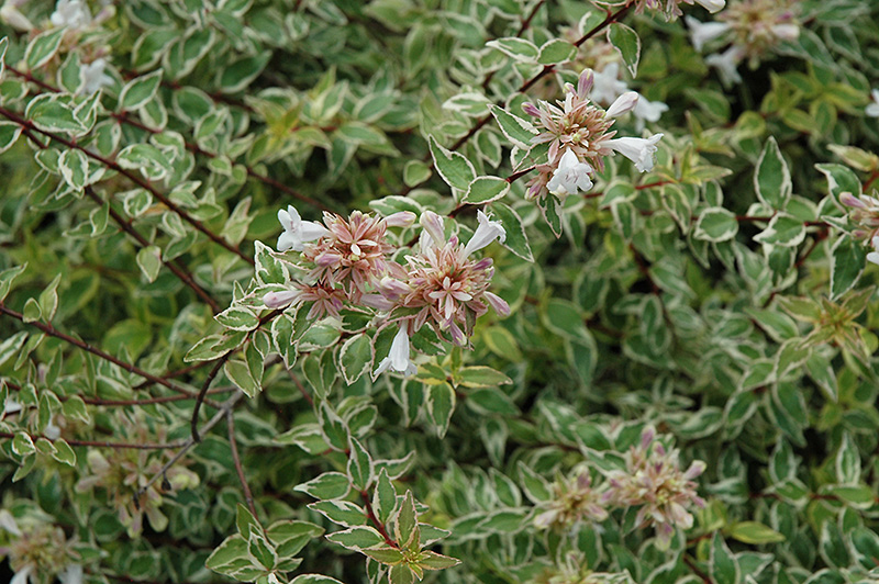 ABELIA, RADIANCE 3 GALLON