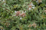 ABELIA, RADIANCE 3 GALLON