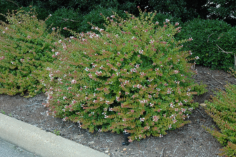 ABELIA, ROSE CREEK 2 GALLON
