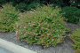 ABELIA, ROSE CREEK 3 GALLON