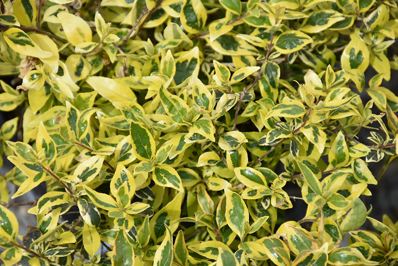ABELIA, TWIST OF LIME 3 GALLON