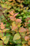 ABELIA, TWIST OF LEMON 3 GALLON