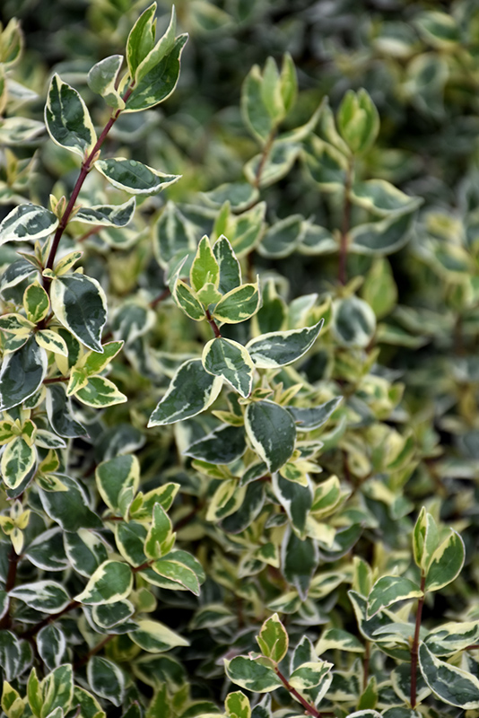 ABELIA, TWIST OF VANILLA 3 GALLON