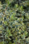 ABELIA, TWIST OF VANILLA 3 GALLON