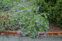 CARYOPTERIS, BLUE MIST 1 GALLON