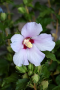 ALTHEA, BLUE ANGEL 3 GALLON