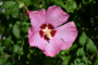 ALTHEA, APHRODITE 3 GALLON