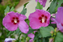 ALTHEA, LIL KIM 5 GALLON