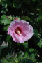 ALTHEA, MINERVA 3 GALLON