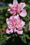 ALTHEA, PEPPERMINT SOOMTHIE 3 GALLON