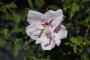 ALTHEA, STRAWBERRY SMOOTHIE 5 GALLON
