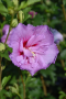 ALTHEA, LAVENDER CHIFFON 5 GALLON