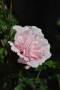 ALTHEA, PINK CHIFFON 5 GALLON