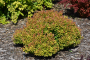 BARBERRY, LIMONCELLO 3 GALLON