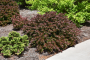 BARBERRY, CONCORDE 5 GALLON
