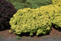 BARBERRY, GOLD NUGGET 2 GALLON