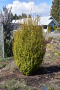 BARBERRY, GOLDEN ROCKET 2 GALLON