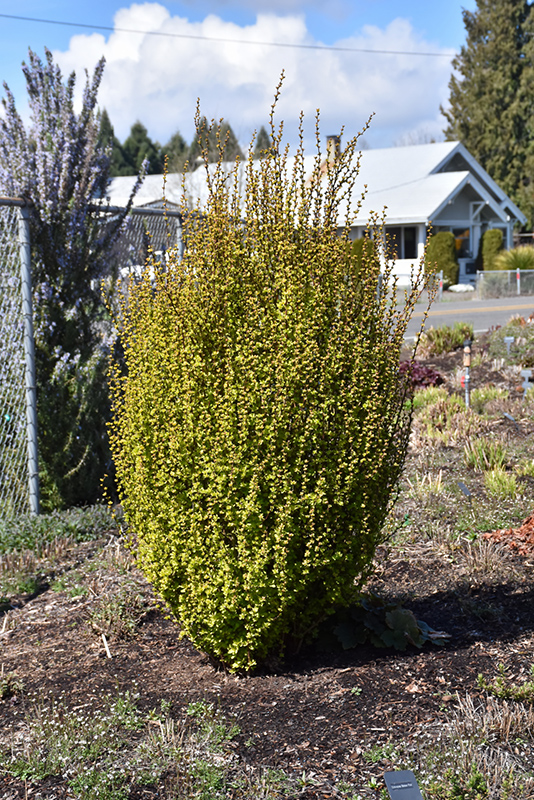 BARBERRY, GOLDEN ROCKET 3 GALLON