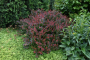 BARBERRY, CRIMSON RUBY 2 GALLON