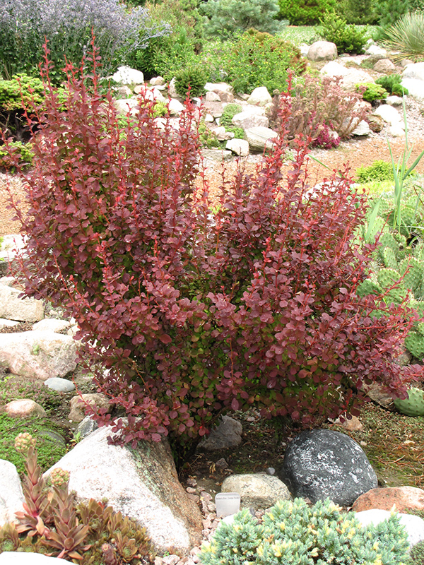 BARBERRY, ORANGE ROCKET 1 GALLON