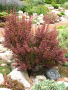 BARBERRY, ORANGE ROCKET 1 GALLON