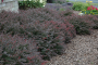 BARBERRY, CRIMSON PYGMY 2 GALLON