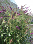 BUDDLEIA, BLACK KNIGHT 2 GALLON