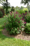 BUDDLEIA, MISS MOLLY 2 GALLON