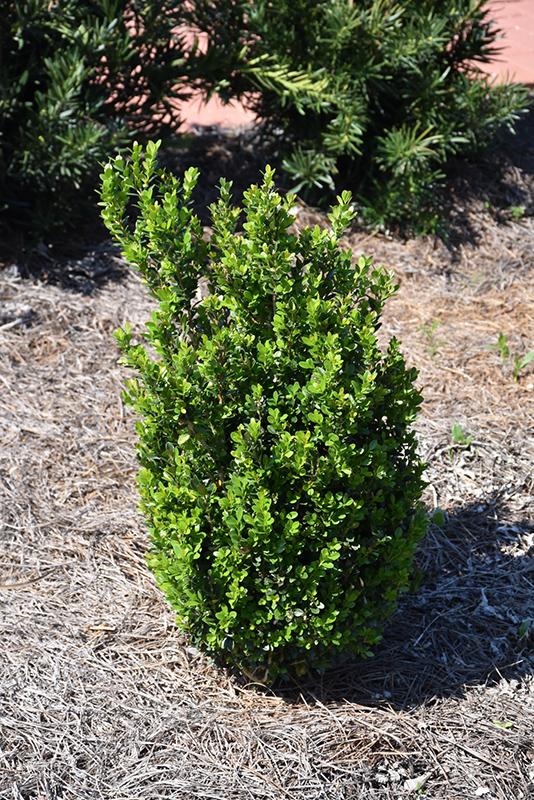 BOXWOOD, BABY GEM 2 GALLON