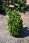 BOXWOOD, BABY GEM 3 GALLON